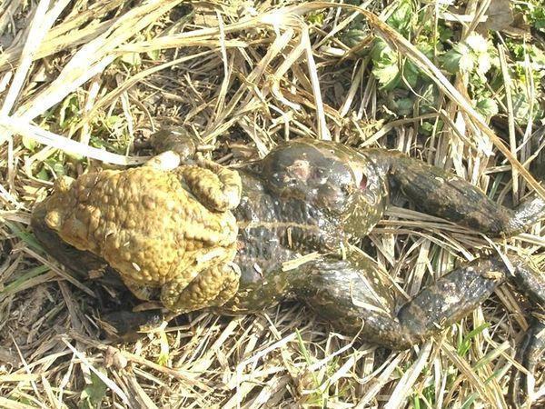 lissamphibia lyagushka%20raspuhla%20ot%20seryh%20jab