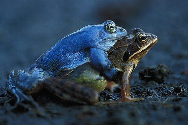 lissamphibia brachnaya%20okraska