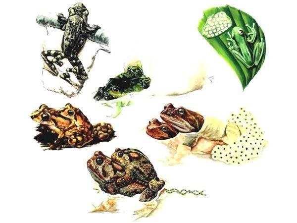 lissamphibia kladki%20beshvostyh