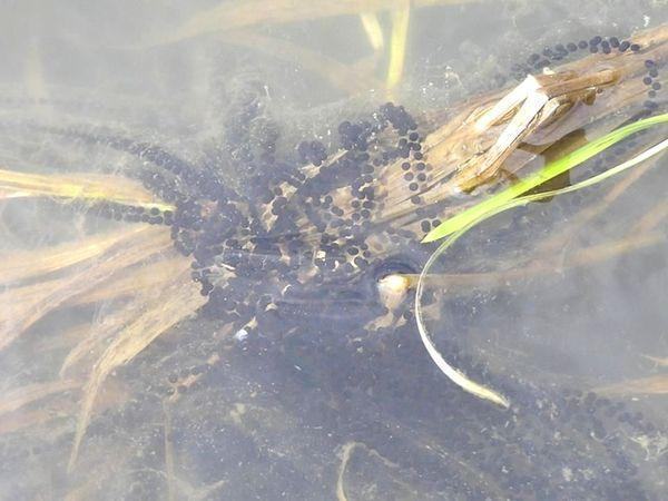 lissamphibia jab%27ya%20ikra