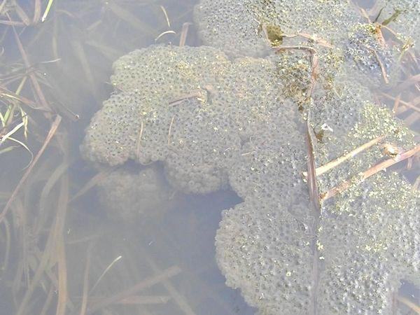 lissamphibia ikra%20ostromordyh%20lyagushek