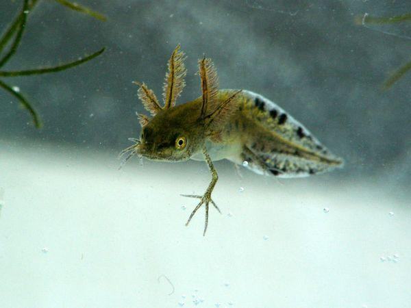 lissamphibia lichinka%20tritona