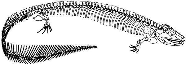 reptiliomorpha antrakozavr 1