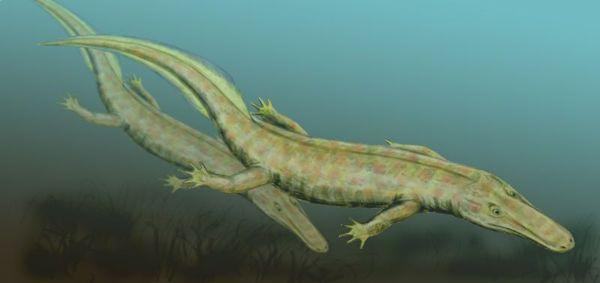 reptiliomorpha archeria