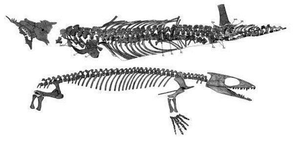 reptiliomorpha gefyrostegus skel