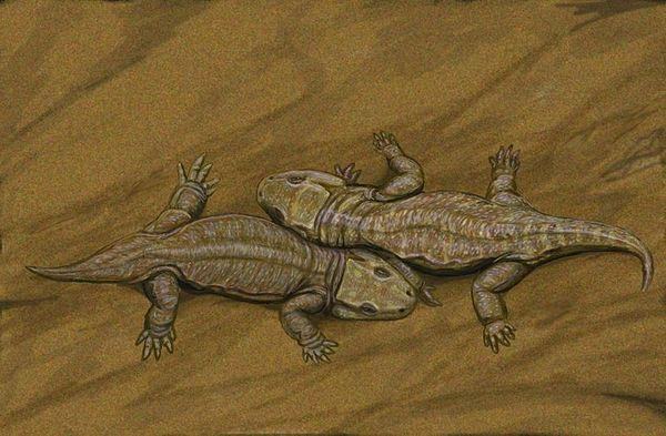 reptiliomorpha seymouria