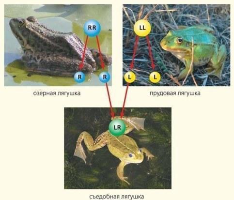 Рис.2. Схема первісного виникнення гібридів. L — геном ставкової жаби, R — озерної. Особини з генотипом LR отримуються від схрещування двох батьківських видів — LL та RR. Тут і далі фото А. В. Коршунова та Д. А. Шабанова\n\n