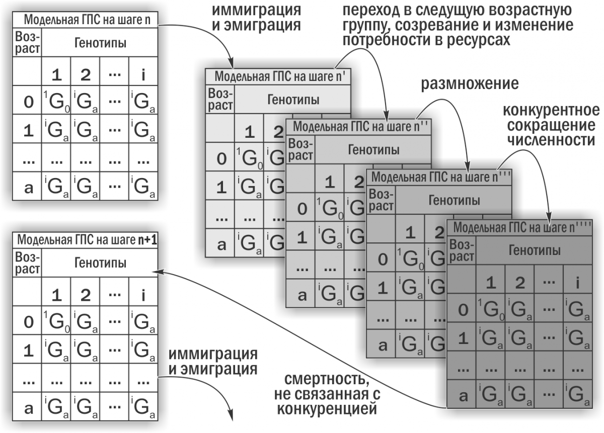 Рис. 2. Обчислення в кожному циклі роботи імітаційної моделі (Шабанов, 2015)Результати та обговорення1. Опис залежності розміру жаб від їх віку. Залежність розміру вивчених жаб від їх віку показана на рис. 3. Відображене на цьому рисунку різноман