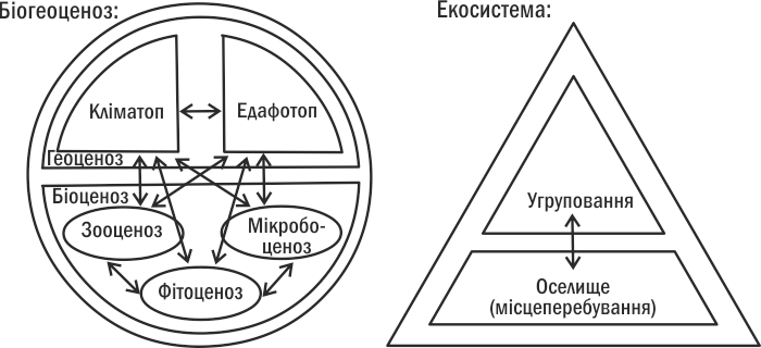 Рис. III-1.1. Порівняння складу біогеоценозу та екосистеми Розвиваючи підхід Тенслі, ми можемо сказати, що екосистема — це сукупність живих організмів і середовища їх проживання, в рамках якої здійснюється круговорот речовин і перетворення потоку ене