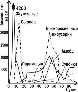Рис. 3.8.2. Приклад гетеротрофної сукцесії: динаміка чисельності різних простих у сенному настоїХарактерним випадком автотрофної сукцесії можна вважати заселення організмами території, на якій немає запасів органічної речовини. Розглянемо наступний