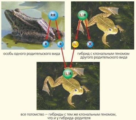 Рис.3. Схема відтворення гібридних жаб при їхньому схрещуванні з особинами батьківського виду. Символ клонового геному (у даному випадку — геному ставкової жаби L) взято у дужки.\n\nЩоб простіше усвідомити нестандартність способу розмноження гіб