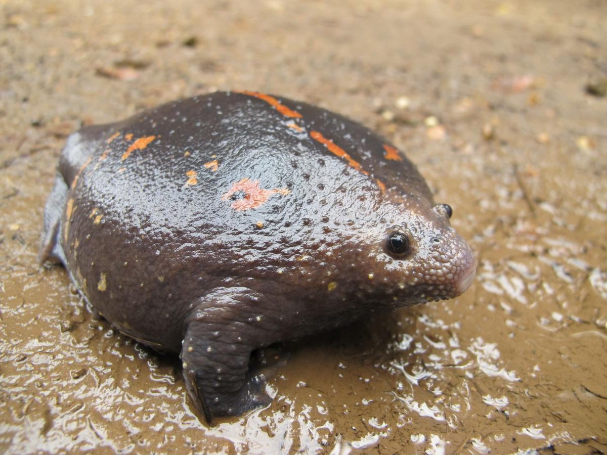 Рис. 5-6: Розмноження Rhinophrynus dorsalis