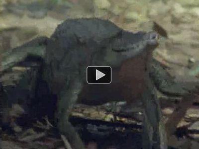 crocodilia galop%20krokodila%20djonstona%20crocodylus%20johnstoni