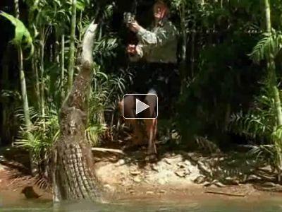 crocodilia krokodil%20hvataet%20rybu%20u%20rybolova