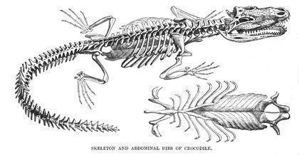Crocodilia Skelet%20
