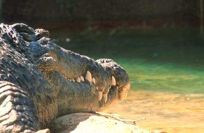 Crocodylidae Zuby%20krokodila