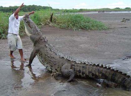 Crocodylidae Priruchennyi%20monstr%201