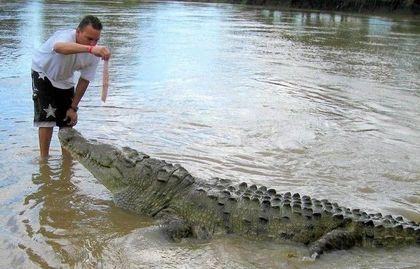 Crocodylidae Priruchennyi%20monstr%202