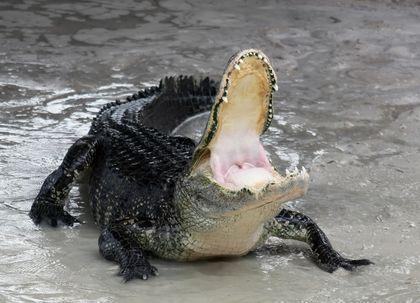 Alligatoridae Alligator mississippiensis defensive