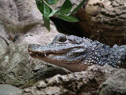 Alligatoridae Alligator%20sinensis%201