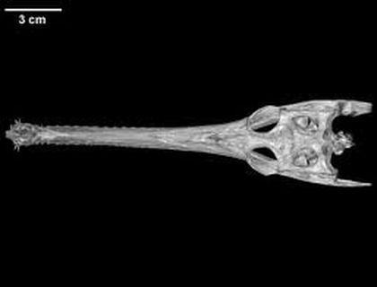 Gavialidae Gavialis%20%20gangeticus%20scull