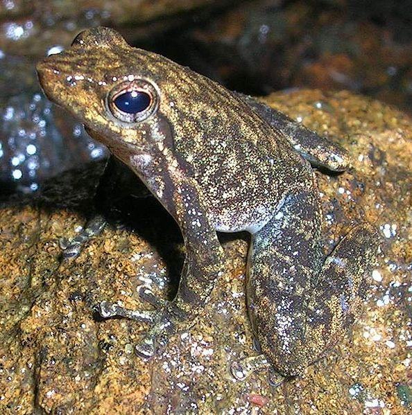 px micrixalus saxicola