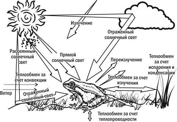 Рис. 5.19.1. Тепловий баланс організму залежить від багатьох факторівРозглядаючи пристосунки організмів до підтримки температури свого тіла, ми побачимо відображення всіх особливостей його життя. Наприклад, організми, які підтримують постійну темпер