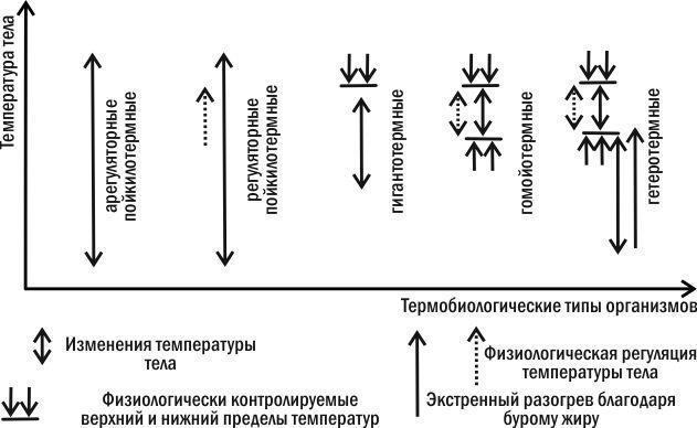 рис. 5.19.2). За типом терморегуляції організми діляться на:— пойкилотермічних (що не підтримують постійну температуру тіла завдяки роботі спеціальних фізіологічних систем):— арегуляторних пойкилотермічних (здатних до регуляції температур лише завдя