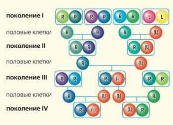 Рис.5. Схема історії кількох поколінь жаб, заснована на аналізі передачі геномів (кольорові кульки). У разі спадкування з рекомбінацією у статеві клітини переходить геном, що утворюється при змішуванні спадкової інформації батьків (показано зміш