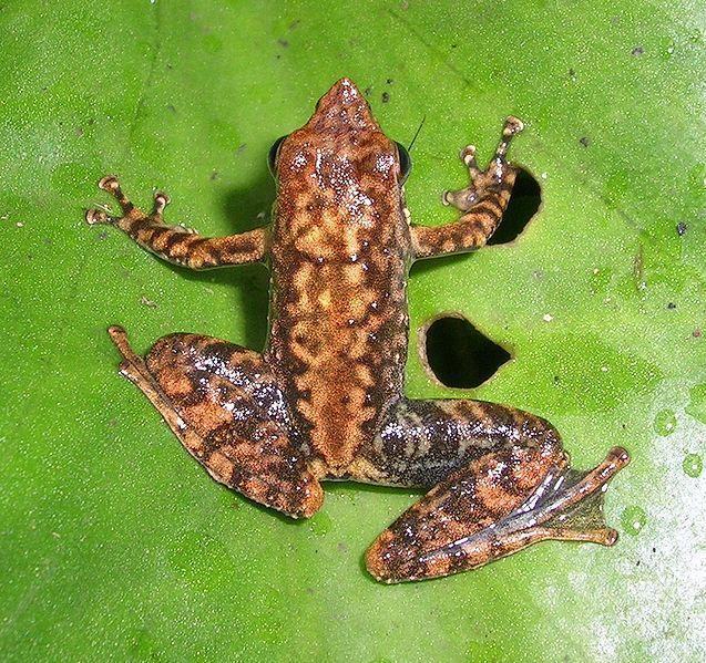 px micrixalussaxicola2