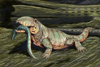 ophiacomorpha ophiacodon mirus