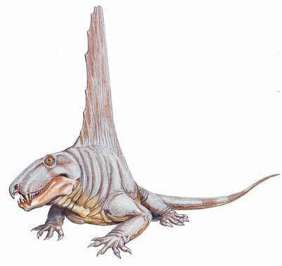 theromorpha dimetrodon angelensis