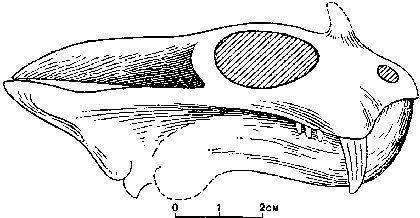theromorpha neobychnyi anomodont