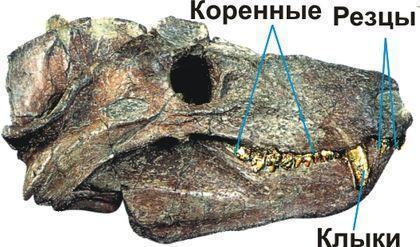 theromorpha differenciaciya zubov
