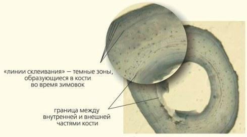 Рис. 7. Зріз фаланги жабачого пальця. Так визначають вік та динаміку росту жаб. Фото Є.Є.Усової\n\nЯкщо вас це не здивовано, врахуйте, що триплоїди «побудовані» з більших клітин. Справа в тому, що розмір ядра клітини визначається кількістю генети