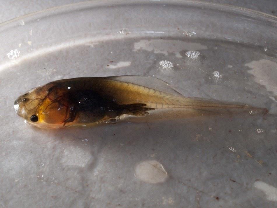 Рис.1: Ареал Rhinophrynus dorsalis Рис. 2-4: Зовнішній вигляд Rhinophrynus dorsalis Рис. 5-6: Розмноження Rhinophrynus dorsalis Рис. 7-8: пуголовки Rhinophrynus dorsalis