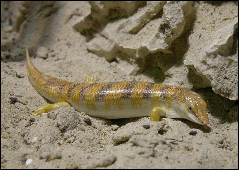 px apothekerskink01