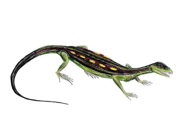 px araeoscelis
