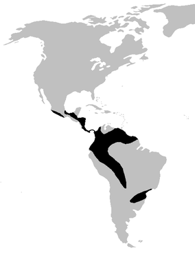 px centrolenidae range
