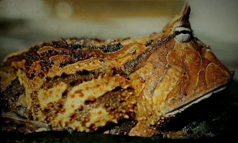 px ceratophrys cornuta 3