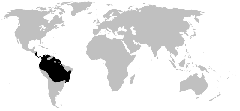 px dendrobatidae range