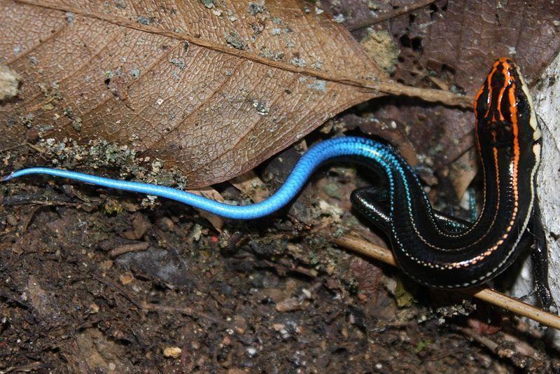 px five striped blue tailed skink plestiodon elegans lan wei shi long zi