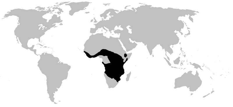 px hemisotidae range