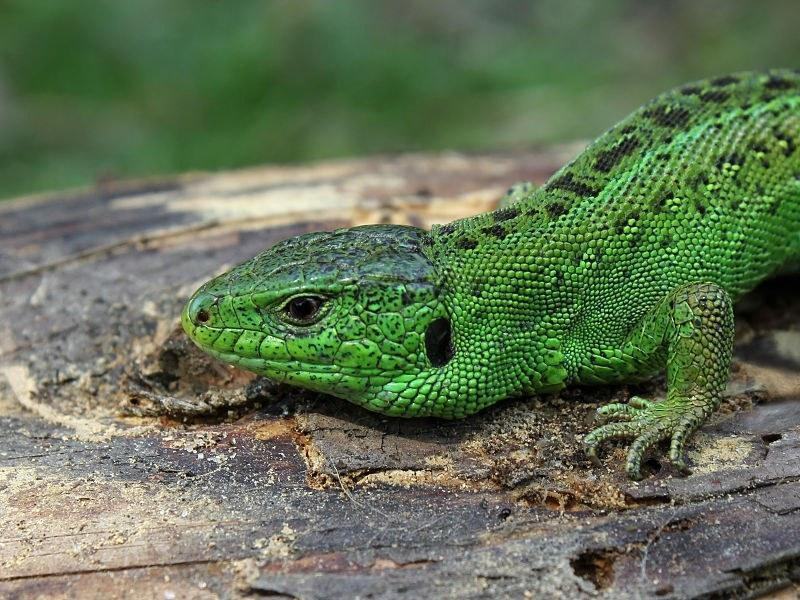 px lacerta agilis male 2011 g2