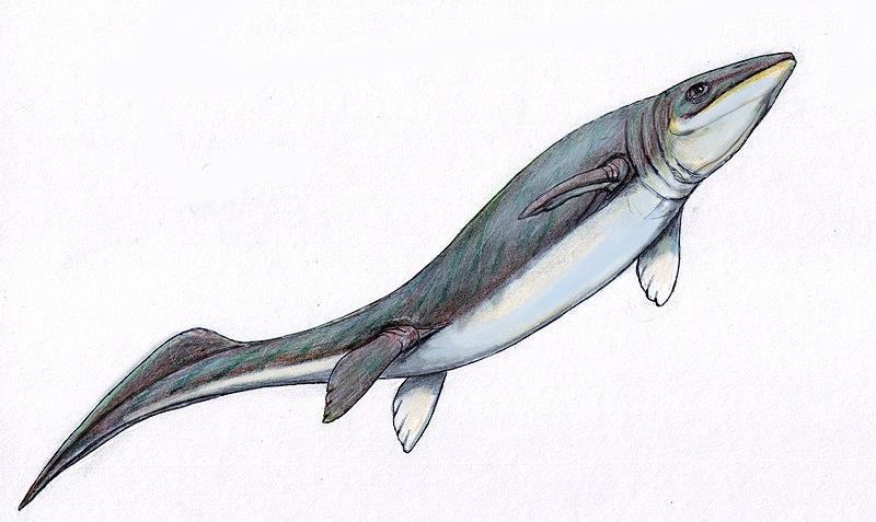 px omphalosaurus10db