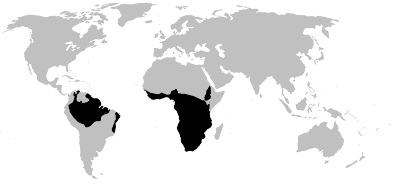 px pipidae range