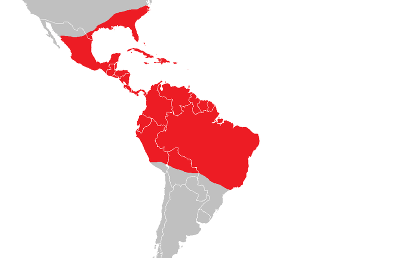px polychrotidae distribution