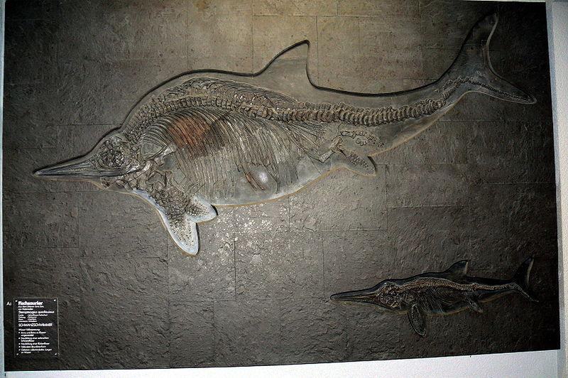 px stenopterygius quadriscissus