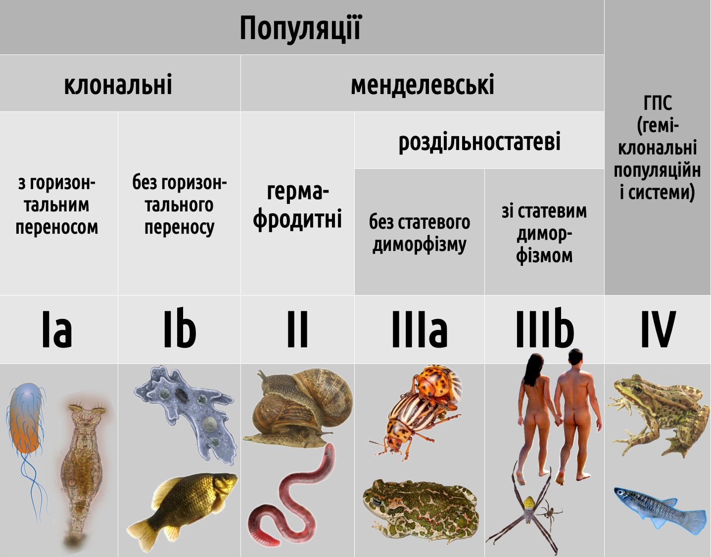 Рис. 5.1.1 Класифікація типів популяційного відтворення, якою ми будемо користуватися