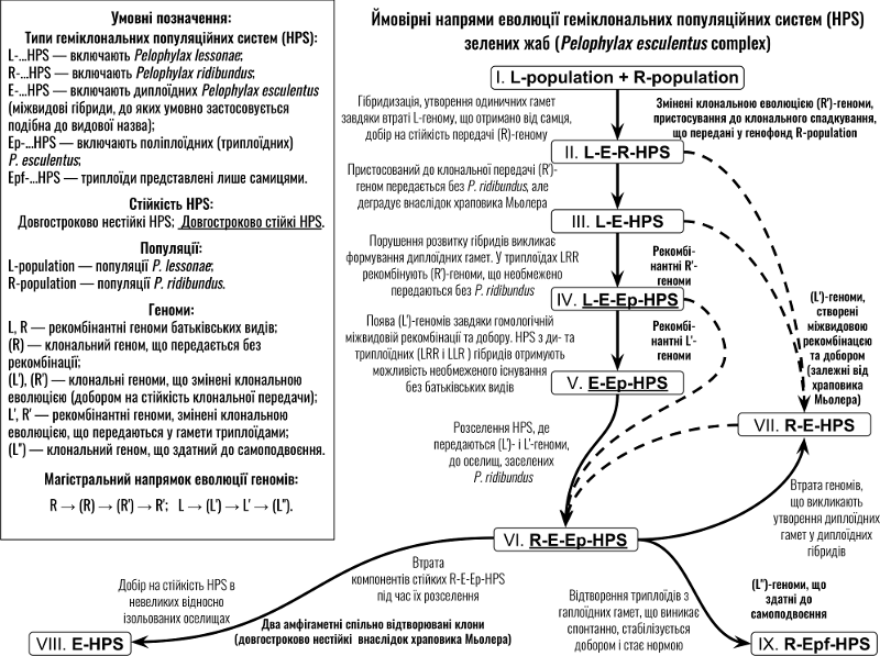 Рис. 3. Вірогідні етапи еволюції HPS зелених жаб Результатами геміклонального спадкування є клональна еволюція геномів, одним з наслідків якої є явище гібридної амфігаметності (= гібридної амфіспермії) [2, 4], а також гомологічна міжвидова рекомб
